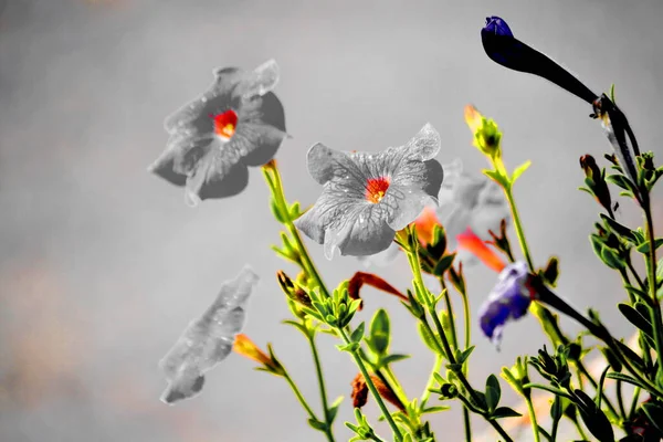 Lyxig Lyxig Flora Altaya Behagar Ögat Konstnären Resenären Flora Altaya — Stockfoto