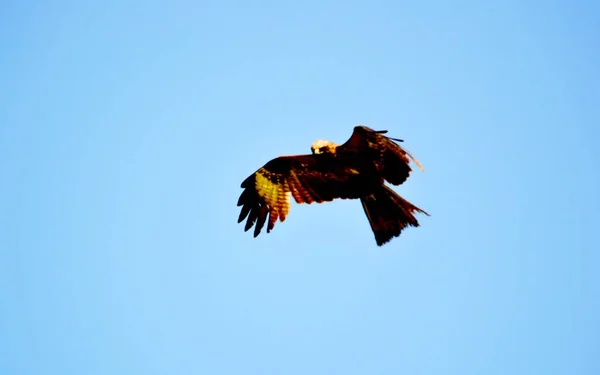 Steppe Altaya Lebt Viel Verschiedenes Art Vögel — Stockfoto