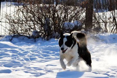 Ev hayvanları kişinin yaşamında daha büyük rol oynar.