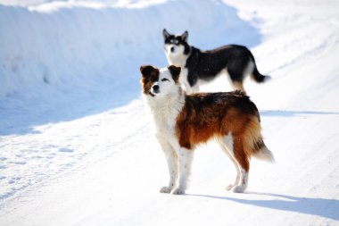 Ev hayvanları kişinin yaşamında daha büyük rol oynar.