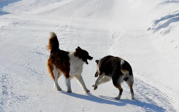 Home Animals Play Greater Role Lifes Person — Stock Photo, Image