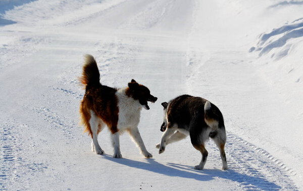 Home animals play greater role in lifes of the person