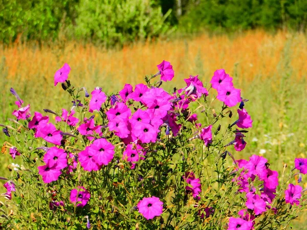 Luxe Flora Altaya Behaagt Oog Van Kunstenaar Travellier — Stockfoto