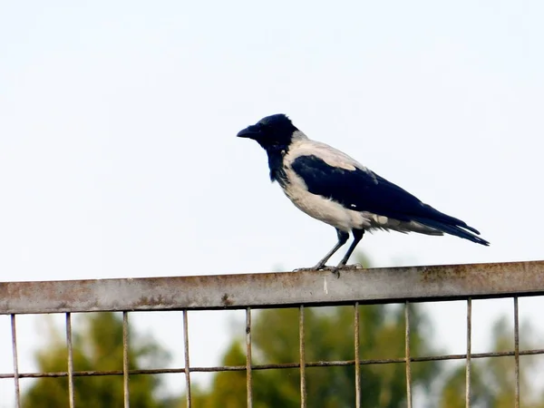 Dans Steppe Altaya Vit Beaucoup Oiseaux Type Maisons Diverses — Photo