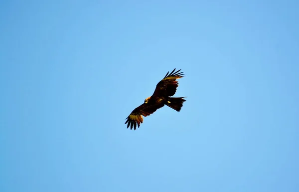 Steppe Altaya Leeft Veel Soorten Vogels — Stockfoto