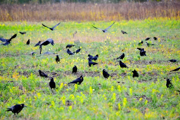 草原でアルタヤは多くの雑種型の鳥を生きています — ストック写真