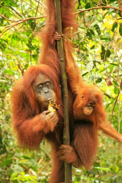 Žena Sumatran Orangutan Dítětem Hlídání Stromě Gunung Leuser National Park — Stock fotografie