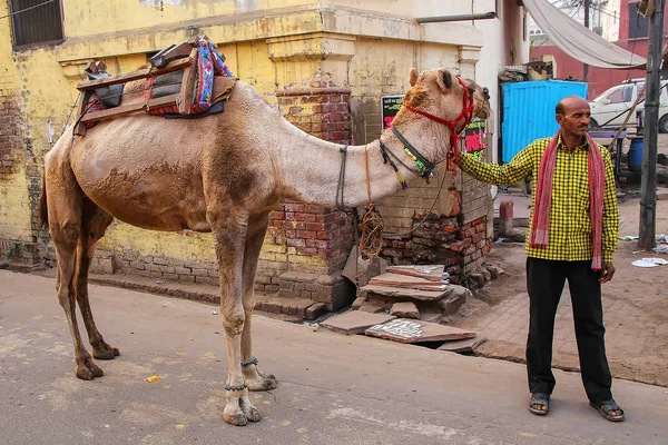 Agra Indien November Oidentifierad Man Står Med Kamel Taj Ganj — Stockfoto