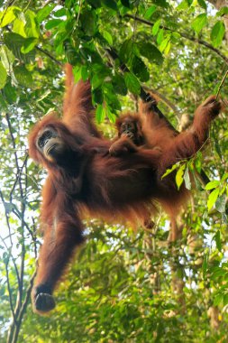 Ağaçlarda asılı bir bebeği olan dişi Sumatra orangutanı Gunung Leuser Ulusal Parkı, Sumatra, Endonezya. Sumatra orangutanı, Sumatra 'nın kuzeyine özgü ve ciddi bir tehlike altında..