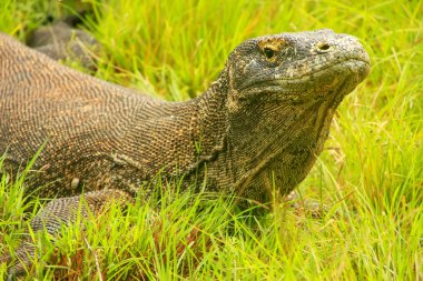 Komodo dragon Rinca Adası ın Komodo Ulusal Parkı, Nusa Tenggara, Endonezya çimlere yatan portresi. Bu en büyük yaşam familyasına ait bir kertenkele