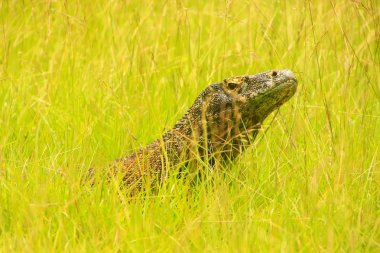 Komodo dragon Rinca Adası ın Komodo Ulusal Parkı, Nusa Tenggara, Endonezya çimlere yatan portresi. Bu en büyük yaşam familyasına ait bir kertenkele