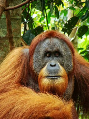 Gunung Leuser Ulusal Parkı, Sumatra, Endonezya 'da erkek Sumatra orangutan (Pongo abelii) portresi. Sumatra orangutanı, Sumatra 'nın kuzeyine özgü ve ciddi bir tehlike altında..