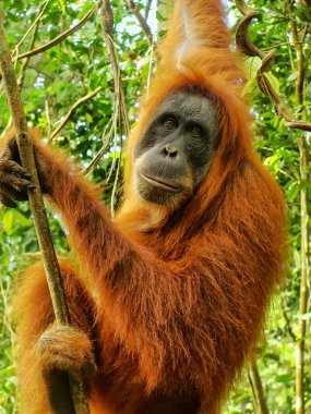 Sumatra, Endonezya 'daki Gunung Leuser Ulusal Parkı' ndaki bir ağaçta oturan dişi Sumatra orangutanı (Pongo abelii). Sumatra orangutanı, Sumatra 'nın kuzeyine özgü ve ciddi bir tehlike altında..