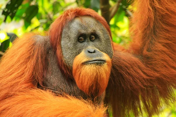 Portrait Male Sumatran Orangutan Pongo Abelii Gunung Leuser National Park — Stock Photo, Image