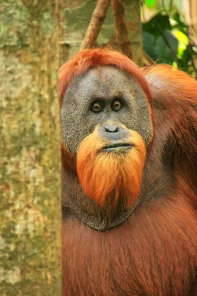 Портрет Самца Суматранского Орангутана Pongo Abelii Национальном Парке Гунунг Лёузер — стоковое фото