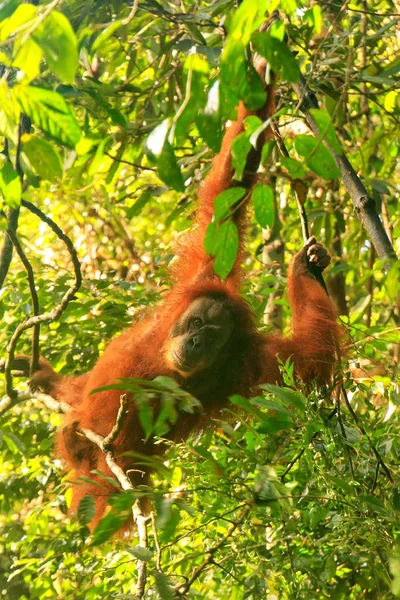 Samice Sumatran Orangutan Pongo Abelii Visící Stromech Gunung Leuser National — Stock fotografie