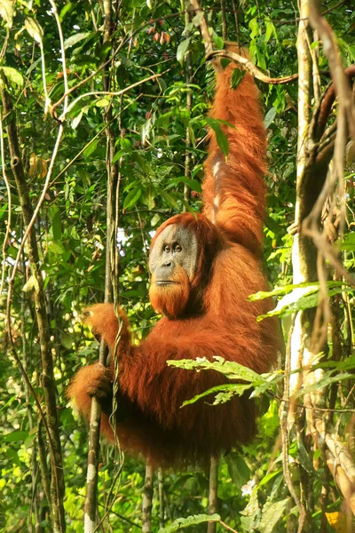 Orang Outan Sumatra Mâle Pongo Abelii Pendu Dans Les Arbres — Photo