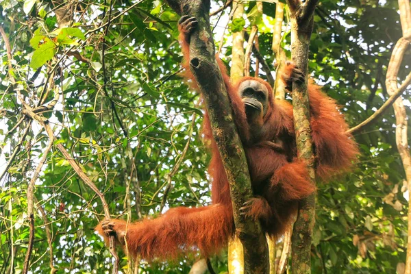 Orango Femminile Sumatra Pongo Abelii Seduto Albero Nel Parco Nazionale — Foto Stock
