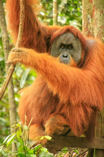 Male Sumatran Orangutan Pongo Abelii Sitting Tree Gunung Leuser National — Stock Photo, Image