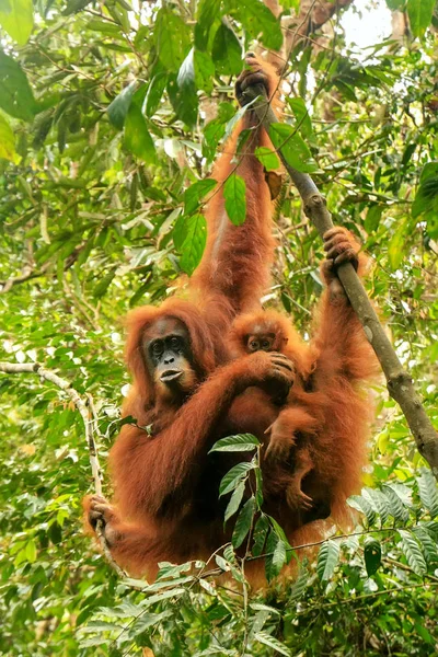 Female Sumatran Orangutan Baby Hanging Trees Gunung Leuser National Park — Stock Photo, Image