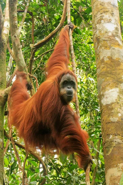 Orango Femmina Sumatra Pongo Abelii Appeso Tra Gli Alberi Gunung — Foto Stock