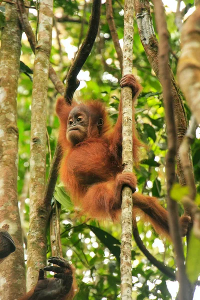 Giovane Orango Sumatra Pongo Abelii Seduto Sugli Alberi Nel Gunung — Foto Stock