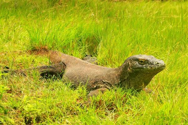 Dragão Komodo Varanus Komodoensis Deitado Grama Ilha Rinca Parque Nacional — Fotografia de Stock
