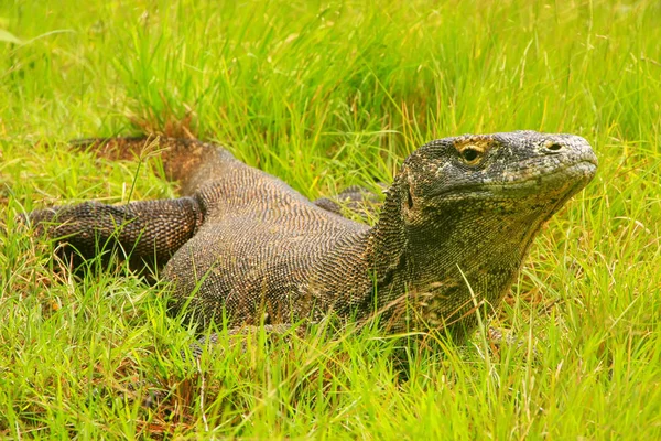 Dragão Komodo Varanus Komodoensis Deitado Grama Ilha Rinca Parque Nacional — Fotografia de Stock