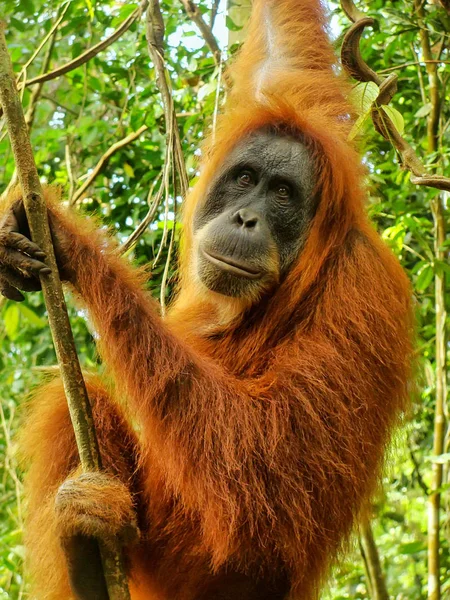 Самка Суматранского Орангутана Pongo Abelii Сидит Дереве Национальном Парке Гунунг — стоковое фото