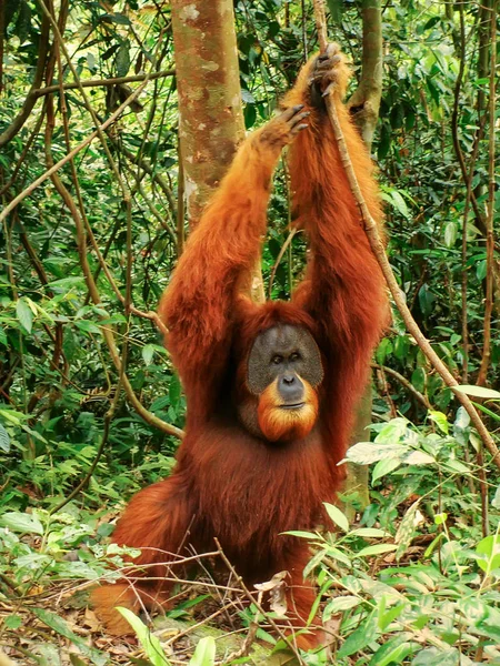 Male Sumatran Orangutan Pongo Abelii Standing Ground Gunung Leuser National — Stock Photo, Image