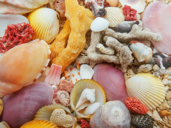 Bunte Muscheln Und Abgestorbene Steinkorallen Strand — Stockfoto