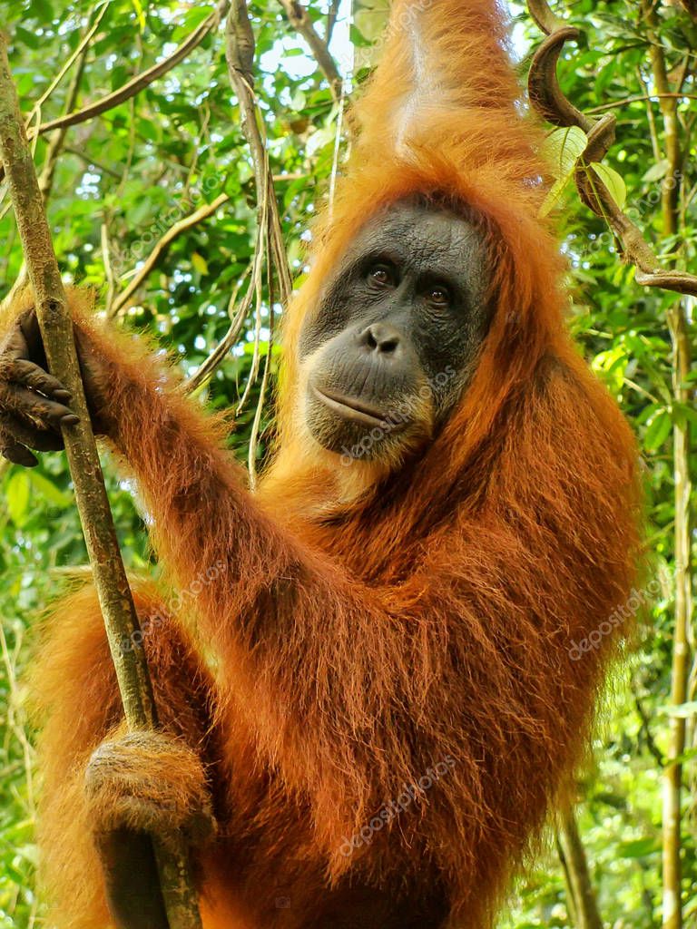 Female Sumatran Orangutan  Pongo Abelii Sitting Tree  Gunung 