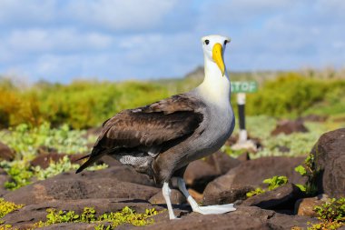 Espanola Adası, Galapagos Ulusal Parkı, Ekvador 'da dalgalı albatros (Phoebastria irrorata). Dalgalı albatros öncelikle Espanola Adası 'nda ürer..
