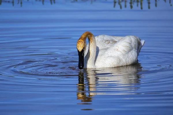 Trumpeter Swan Cygnus Buccinator Yellowstone National Park Wyoming Usa — стоковое фото