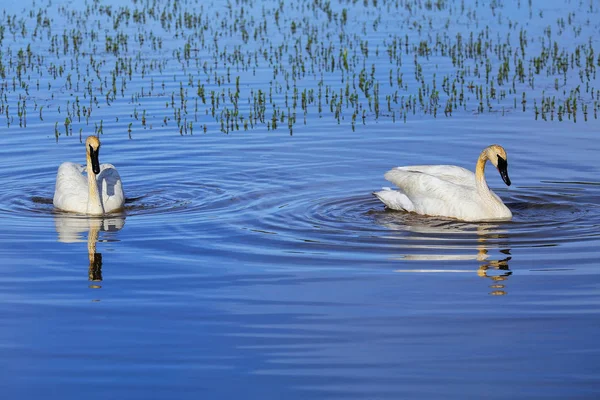 Trumpeter Swans Cygnus Buccinator Yellowstone National Park Wyoming Usa — Stock Photo, Image