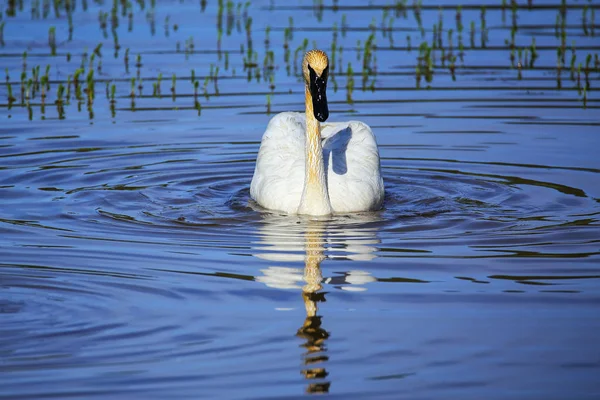 Cigno Trombettista Cygnus Buccinator Nel Parco Nazionale Yellowstone Wyoming Usa — Foto Stock