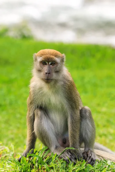Macaco Caranguejo Macaca Fascicularis Sentado Chão Bukit Lawang Sumatra Indonésia — Fotografia de Stock