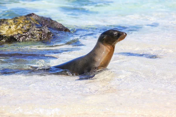Galapagos sea lion playing in water on Espanola Island, Galapagos National park, Ecuador. These sea lions exclusively breed in the Galapagos.