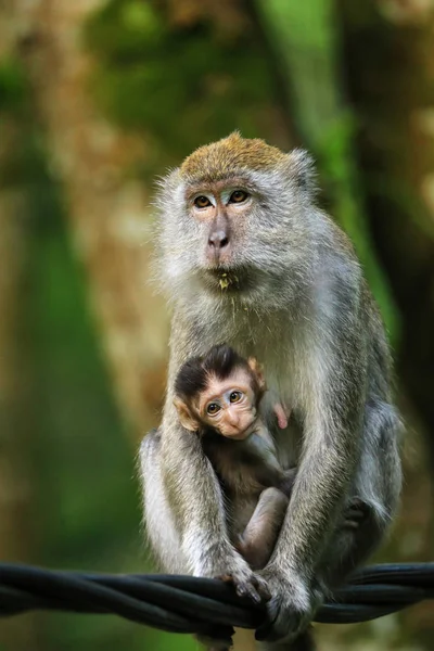 Macaco Caranguejo Fêmea Com Bebê Sentado Fio Bukit Lawang Sumatra — Fotografia de Stock