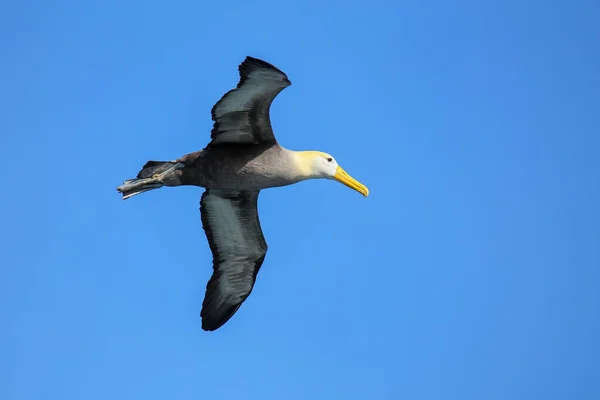 Albatroz Ondulado Phoebastria Irrorata Voo Ilha Espanola Parque Nacional Galápagos — Fotografia de Stock