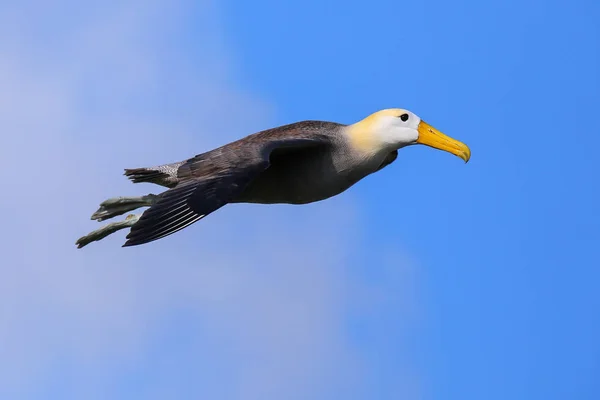 Kiwał Albatros Phoebastria Irrorata Locie Espanola Wyspa Park Narodowy Galapagos — Zdjęcie stockowe