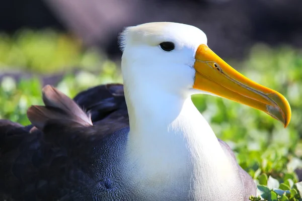 Retrato Del Albatros Ondulado Phoebastria Irrorata Isla Española Parque Nacional — Foto de Stock