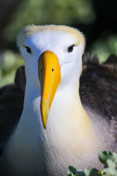 Retrato Del Albatros Ondulado Phoebastria Irrorata Isla Española Parque Nacional — Foto de Stock