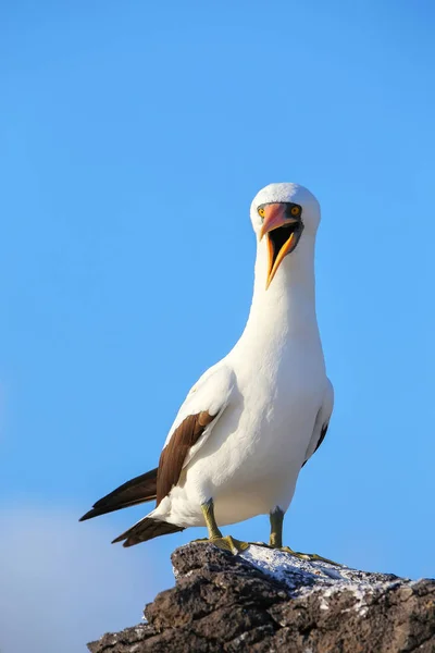 Głuptak Nazca Sula Granti Wyspie Espanola Park Narodowy Galapagos Ekwador — Zdjęcie stockowe