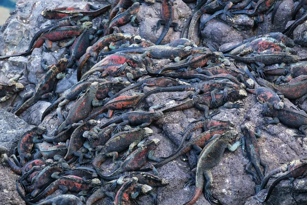 Marine Iguanas Amblyrhynchus Cristatus Espanola Island Galapagos National Park Ecuador — Stock Photo, Image