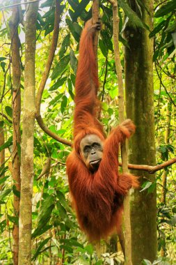 Ağaçlarda asılı dişi Sumatra orangutanı (Pongo abelii), Gunung Leuser Ulusal Parkı, Sumatra, Endonezya. Sumatra orangutanı, Sumatra 'nın kuzeyine özgü ve ciddi bir tehlike altında..