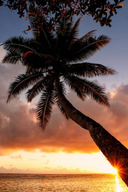 Taveuni Island, Fiji Lavena köyde gündoğumu, palmiye ağacı yaslanmış. Taveuni Fiji'de üçüncü büyük adasıdır.