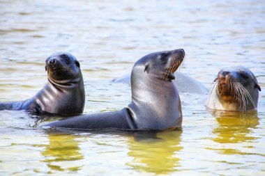 Galapagos deniz aslanları Gardner Körfezi, Espanola Adası, Galapagos Ulusal Parkı, Ekvador 'da suda oynuyorlar. Bu deniz aslanları sadece Galapagos 'ta ürerler..