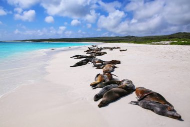 Galapagos deniz aslanları grubu Ekvador 'daki Galapagos Ulusal Parkı, Espanola Adası, Gardner Körfezi' ndeki kumlu sahilde dinleniyor. Bu deniz aslanları sadece Galapagos 'ta ürerler..