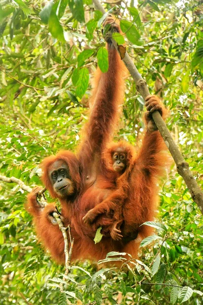 Orango Femminile Sumatra Con Bambino Appeso Tra Gli Alberi Gunung — Foto Stock